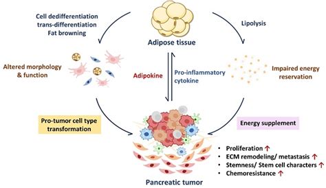 New Insights Into The Role Of Adipocytes In Pancreatic Cancer