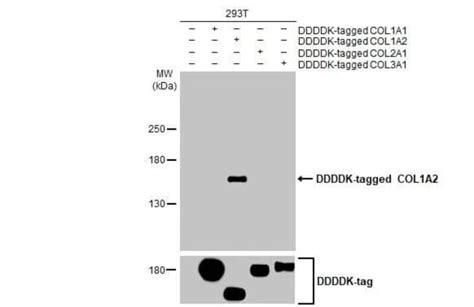 COL1A2 Antibody HL2049 Azide and BSA Free Novus Biologicals 100 μL