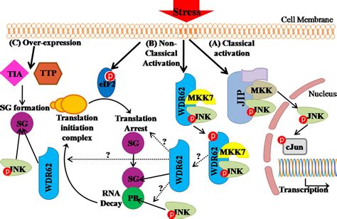 A Novel C Jun N Terminal Kinase JNK Binding Protein WDR62 Is