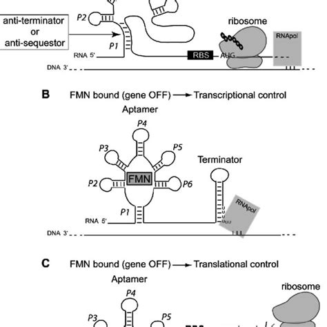 (PDF) Bacterial Flavin Mononucleotide Riboswitches as Targets for ...