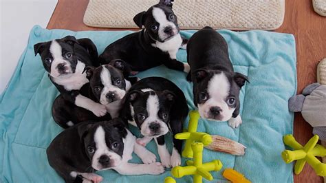 Boston Terrier Dog Breed Information, Images, Characteristics, Health