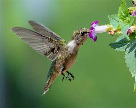 Attracting Butterflies And Hummingbirds To Your Garden