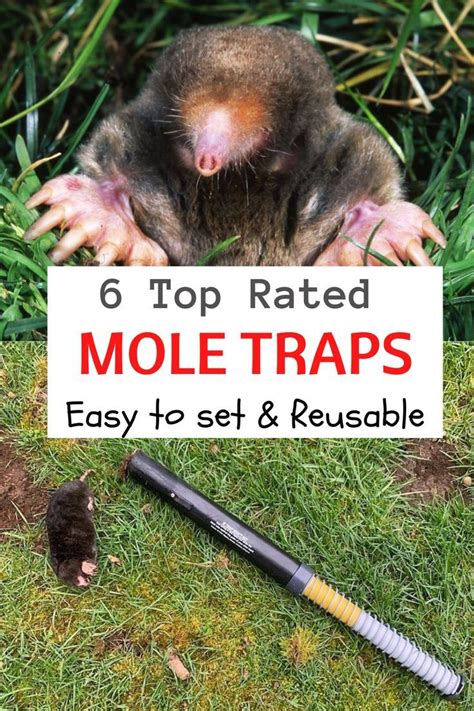 The best mole traps 2023 – Artofit