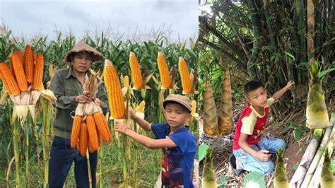 Full Video Day Go To Forest Harvest Bamboo Shoot Harvest Corn To