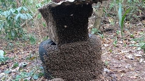 Umas das melhores capturas que já fiz bee YouTube