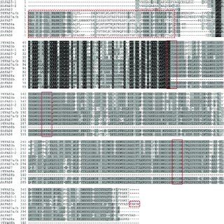 Multiple Amino Acid Sequence Alignment Of Fads From Chia Perilla