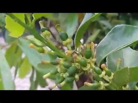 Frutiferas Produzindo Em Vaso Goiaba Tailandesa Jabuticaba Sapoti