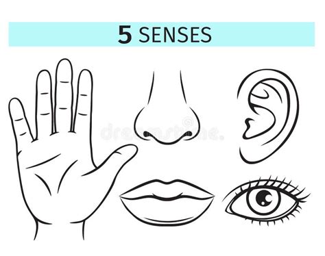 Five Human Senses Stock Illustration Illustration Of Senses 26903594