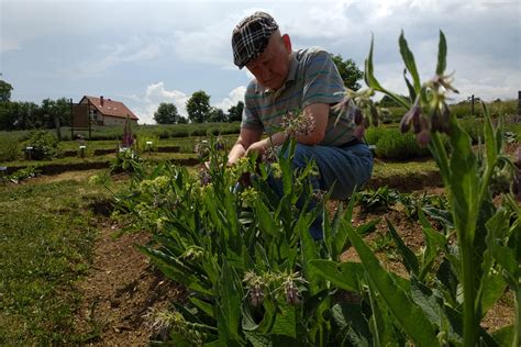 A leghatékonyabb gyógynövények érrendszeri panaszokra Szabó Gyuri