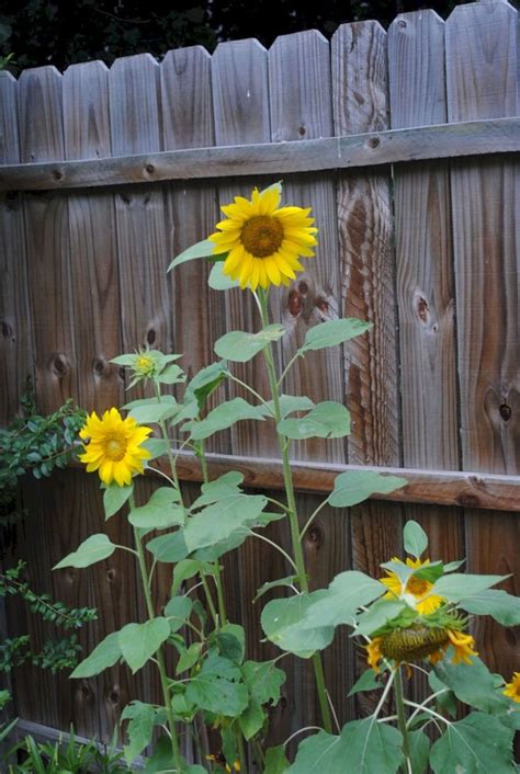 Outstanding 25 Beautiful Sunflower Backyard Design For Your Garden ...