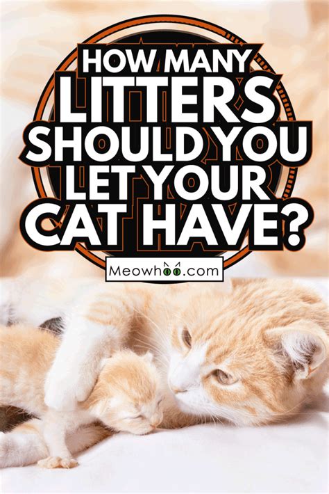 How Many Litters Should You Let Your Cat Have