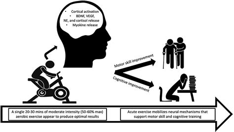 Frontiers Acute Aerobic Exercise Based Cognitive And Motor Priming