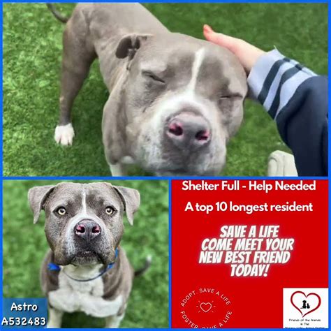 💙rescued💙 Seeking Forever Home 🆘urgent🆘astro A532483 Morenovalley