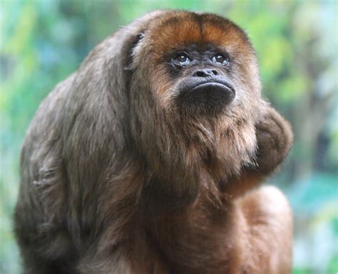 Oldest Howler Monkey In The World Orange Live