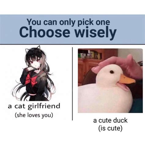 Choose Wisely A Cat Girlfriend Meme Template Meme Templates