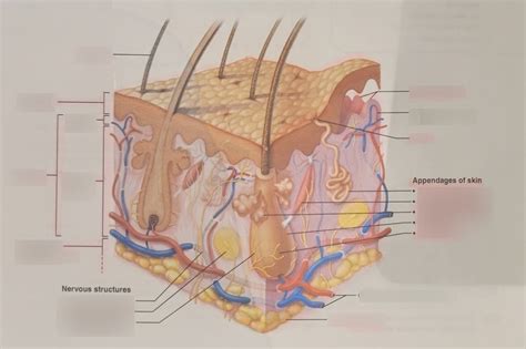 BIOLOGY 232 Lab: The Skin Diagram Diagram | Quizlet