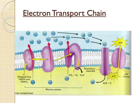 Electron Transport Chain Concept Map