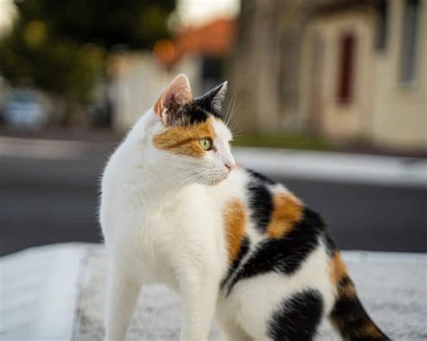 Remèdes naturels pour le chat constipé Chiens Chats