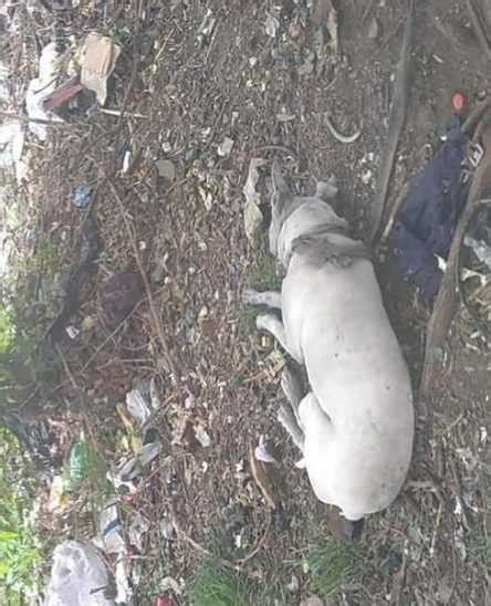 Abandonné et attaché à un arbre le chien a enfin trouvé un foyer aimant