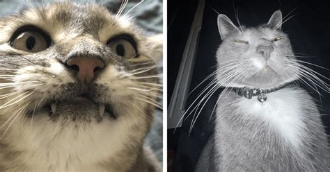 28 Goofy Cats And Their Funny Feline Faces To Brighten Up Your Life Like A Pumpkin Spice Latte ...