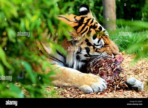 Tiger eating hi-res stock photography and images - Alamy