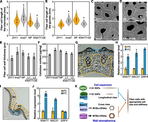 Figure From Rice Homeobox Protein Knat Integrates The Pathways