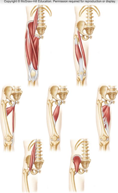 Legs Diagram Quizlet