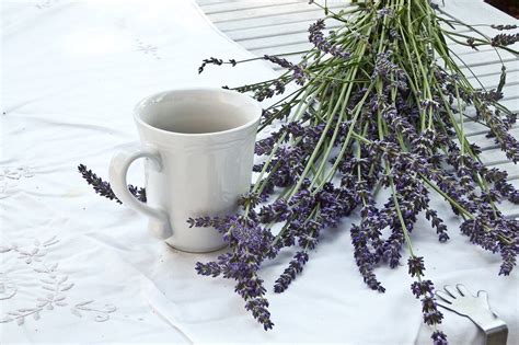 Lavender Tea Benefits, How to Make & Who to Avoid | A-Lifestyle