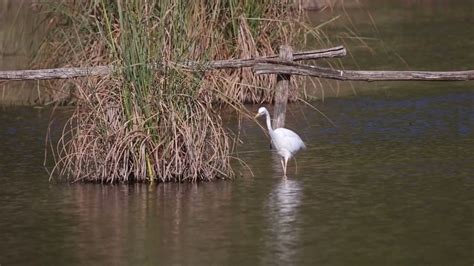 Seidenreiher Egretta Garzetta Bei Der Nahrungssuche Youtube