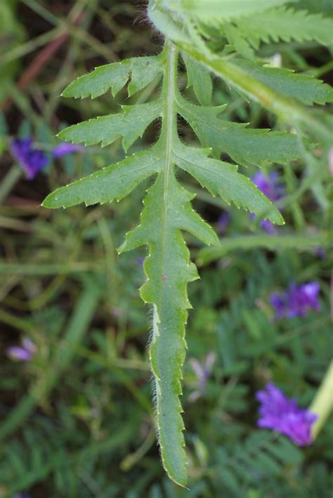 Papaver rhoeas (corn poppy): Go Botany