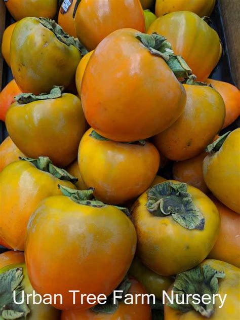 Fruit Persimmon Hachiya Urban Tree Farm Nursery