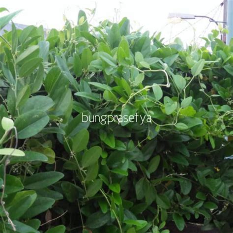 Jual Daun Cincau Jelly Rambat Kg Shopee Indonesia