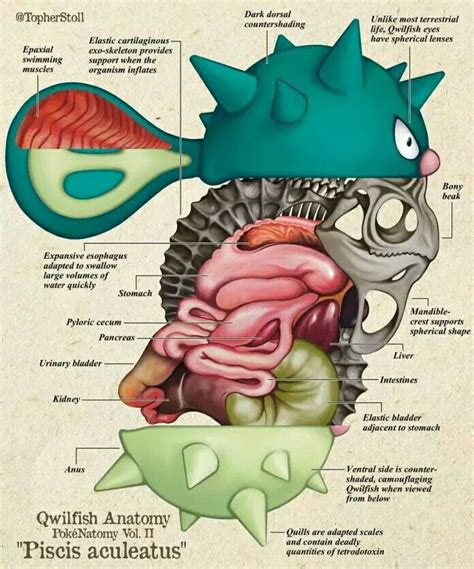 Qwilfish Christopher Stoll Anatomy Pokemon Realistic Anatomy Images