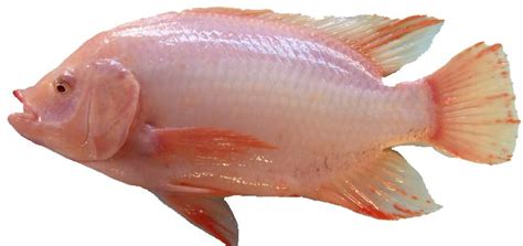 8 Amazing Benefits Of Tilapia Fish - Yabibo