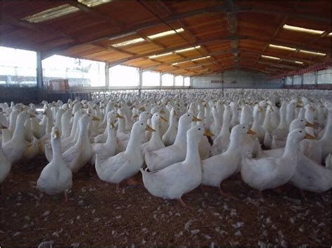 Peking Duck Farm Here In The Philippines Duck Producer In The World