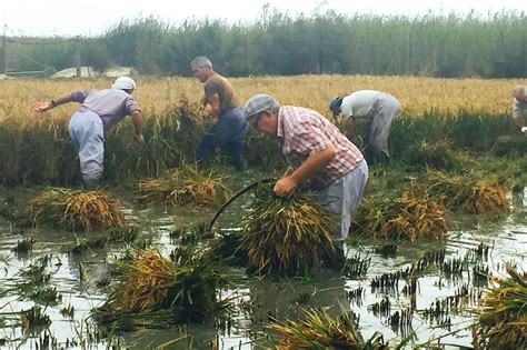 La Fiesta De La Siega Del Arroz En Amposta Delta Del Ebro