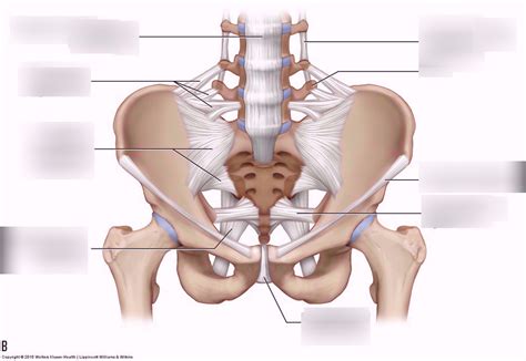 Anatomy Lab Anterior Pelvis W Ligaments Diagram Quizlet The Best Porn