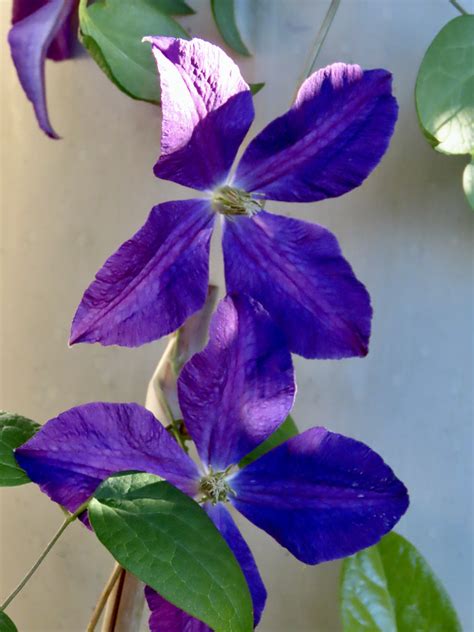 Happy Clematis The Autumn Morning Sun Shines On This Climb Flickr