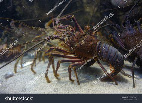 Japanese Spiny Lobster Panulirus Japonicus Stock Photo 1113973361