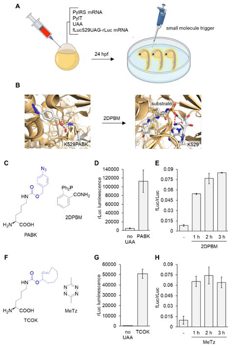 A Zebrafish Embryo Injection With The Machinery For Uaa Incorporation