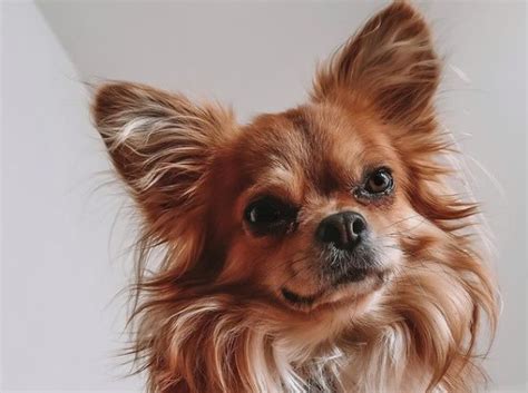 40+ Mexican Chihuahua Names - PetTime