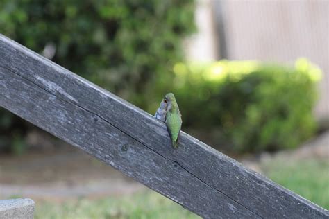 [OC] mama hummingbird feeding it’s baby : r/pics