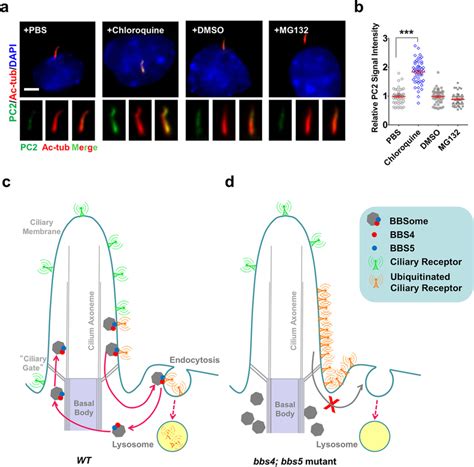 The Bbsome Regulates The Removal Of Ciliary Receptors For Lysosomal