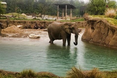 Celebrate Spring and Warm Weather at Dallas Zoo