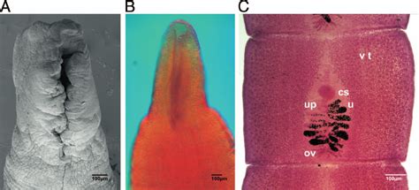 A Scolex Of D Latum From A Dog From Russia Scanning Electron