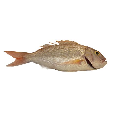 Goldband Snapper Australian Natural Seafood