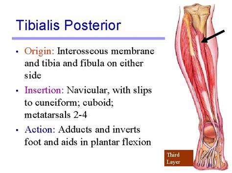 Lab Activity Group Ii Muscles Martini Chapter