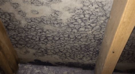 Willowbrook, IL, Black Mold - Basement Mold Removal Before and After