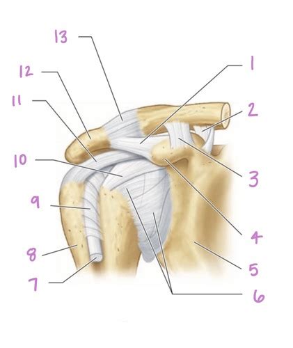 Shoulder Region Ligamentous Capsular Support Flashcards Quizlet