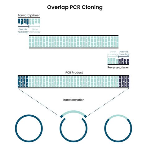 Premium Vector Overlap Polymerase Chain Reaction Pcr Cloning Vector